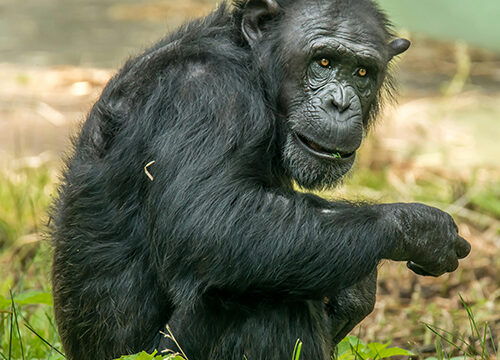 3 Days Chimpanzee Trekking Safari- Kibale National Park