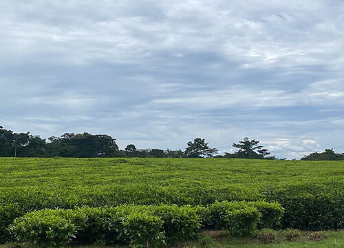 1 Day Agricultural Tour In Bushenyi district Tea plantations of Kyamuhunga