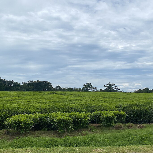 1 Day Agricultural Tour In Bushenyi district Tea plantations of Kyamuhunga